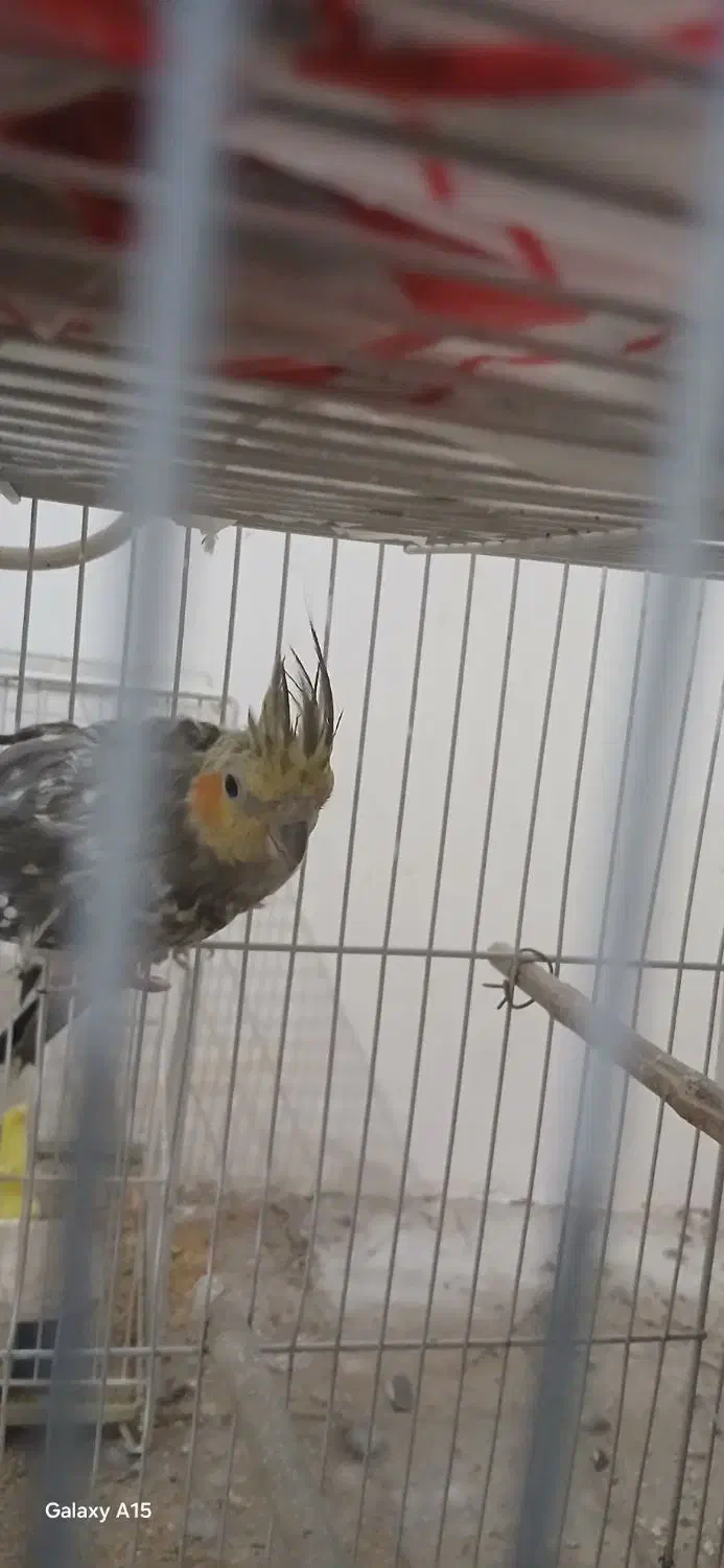 معاوضه  با کفتر فوری|پرنده|فردوس (خراسان), |دیوار