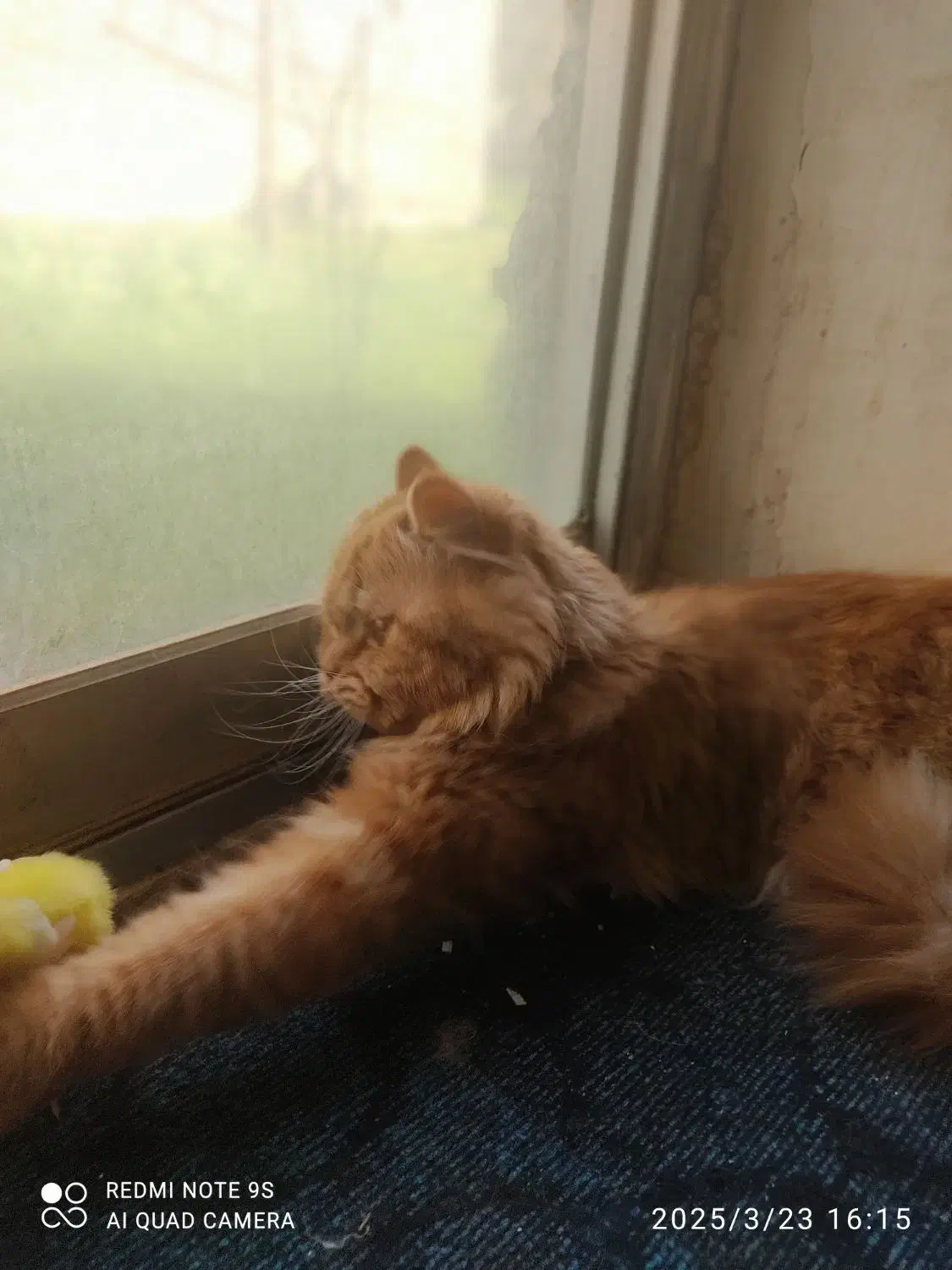 واگذاری گربه|گربه|اردبیل, |دیوار