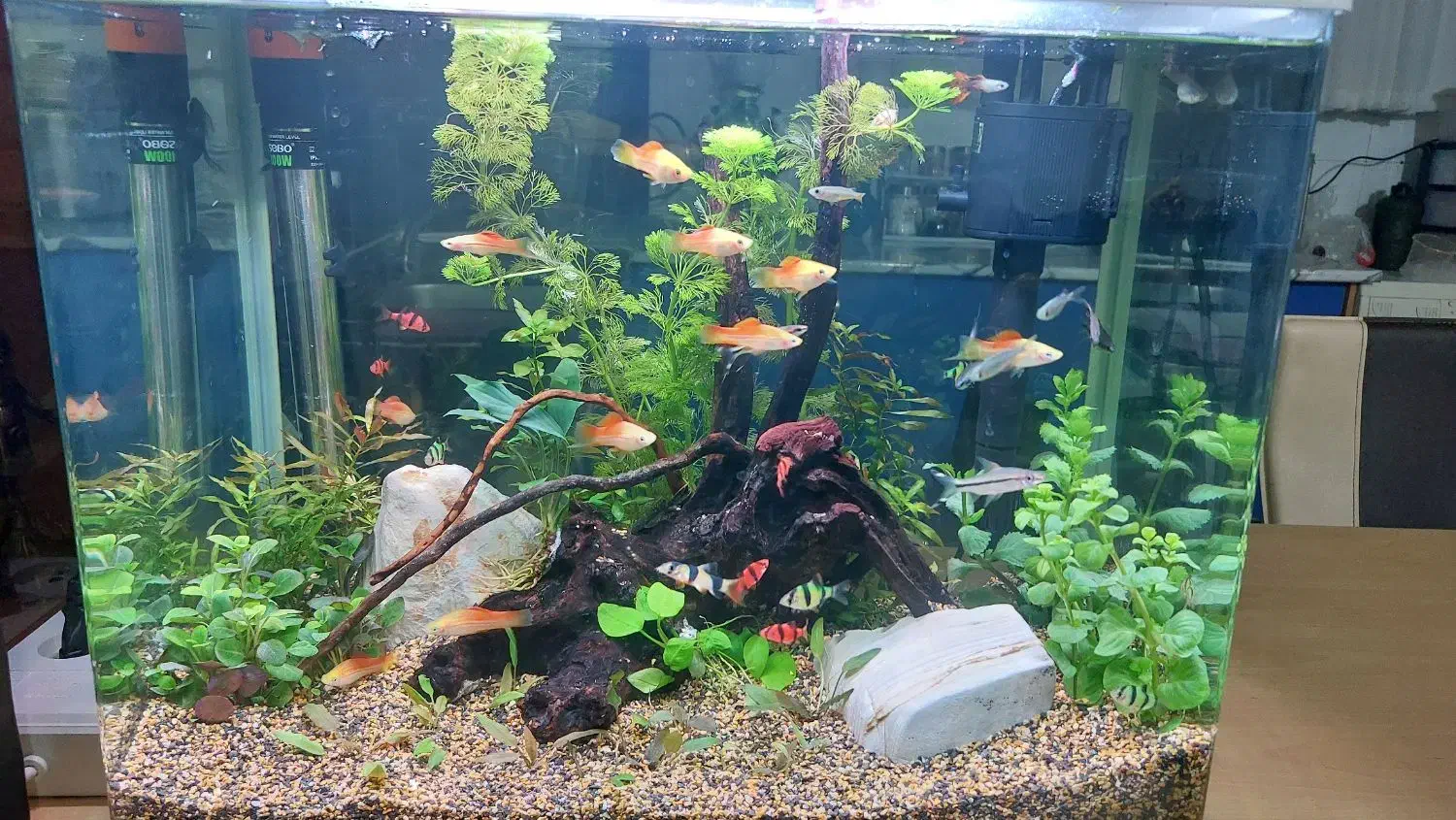 آکواریوم|ماهی|اصفهان, جلالیه|دیوار