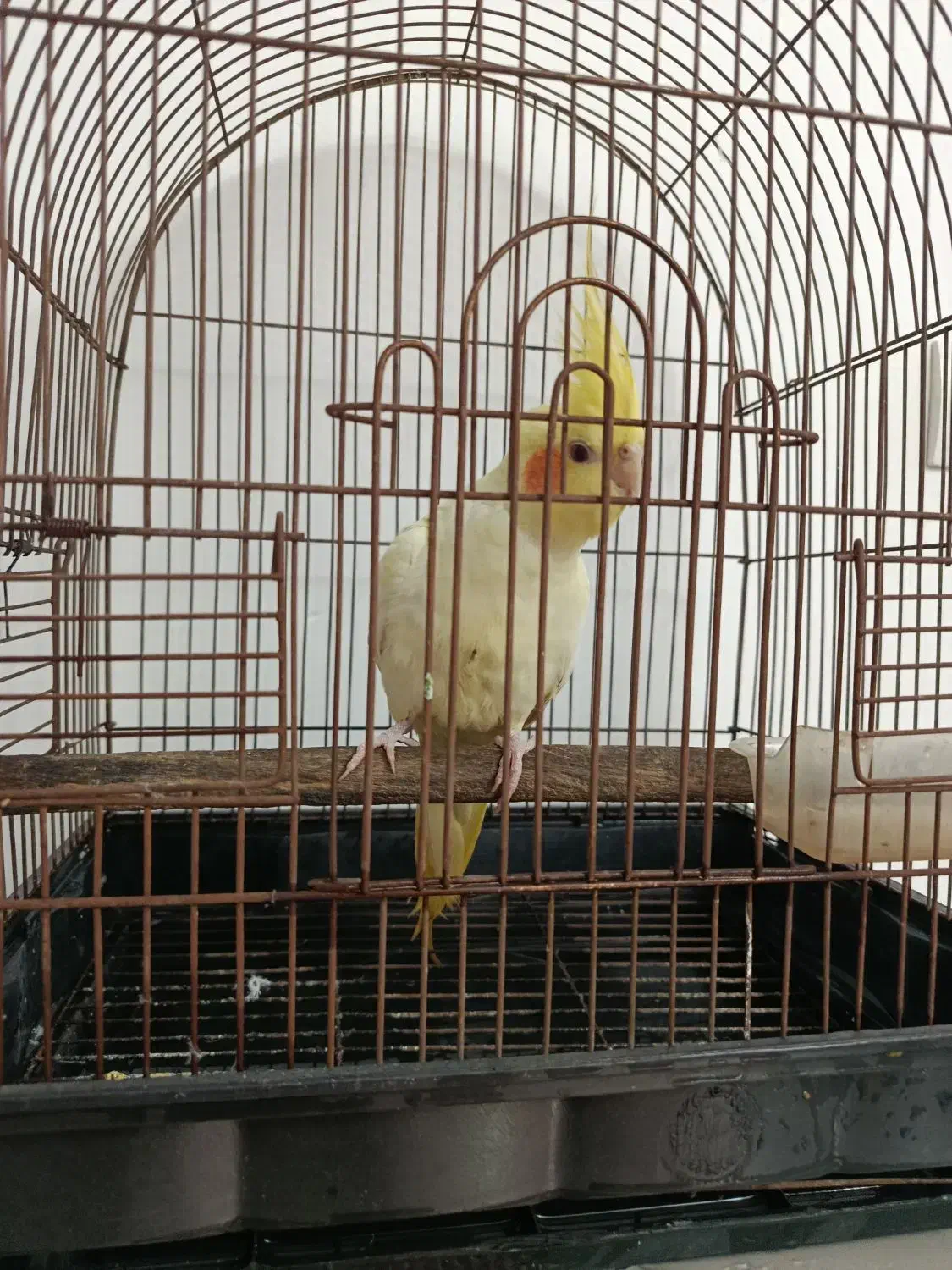 طوطی رام سخن گو|پرنده|محمدیه-قزوین, |دیوار