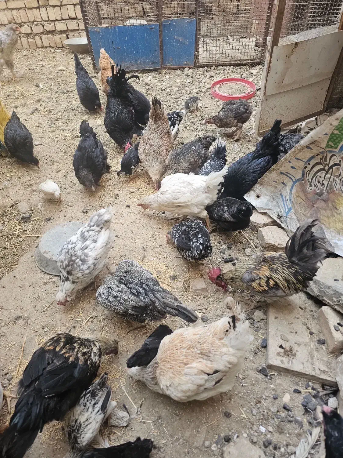 فروش خروس و مرغ رسمی|حیوانات مزرعه|کهریزک, |دیوار