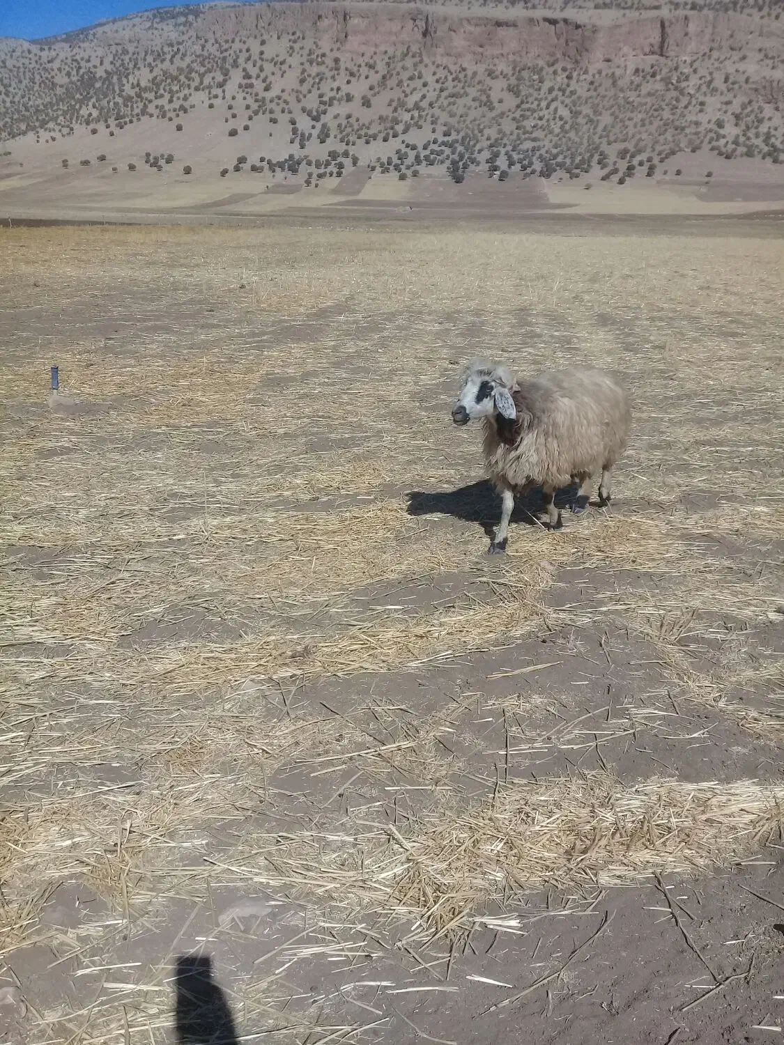 گوسفند خشک هی وه ورن|حیوانات مزرعه|چرداول, |دیوار