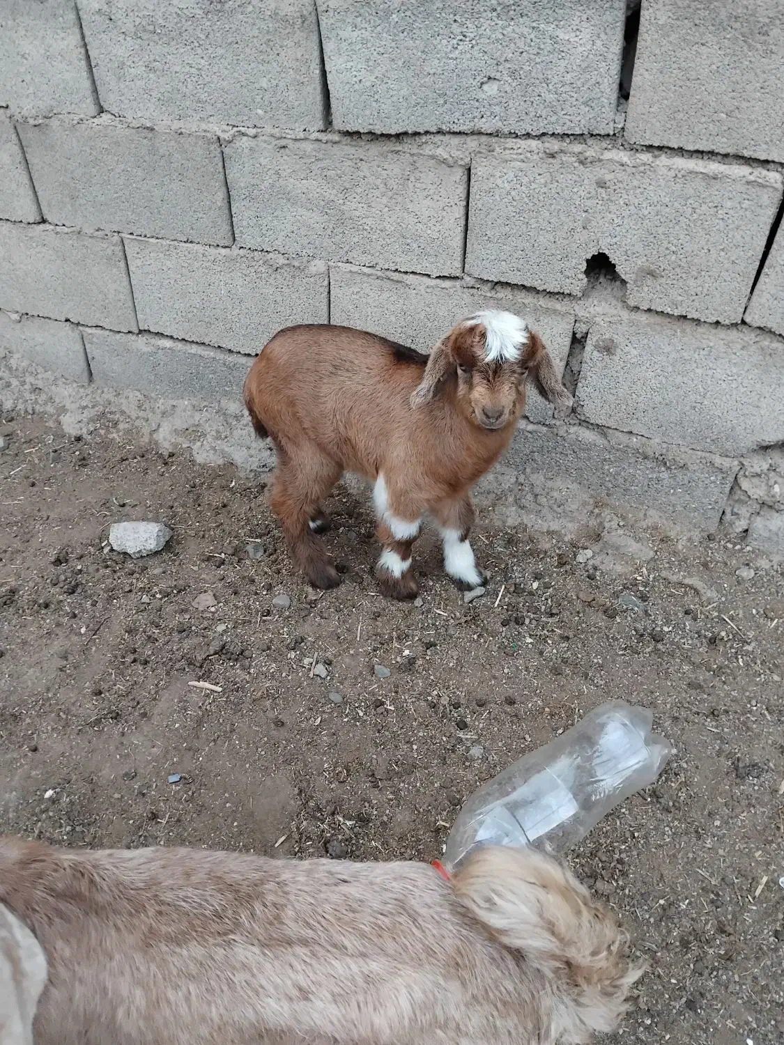 سه راس بزغاله|حیوانات مزرعه|فاضل آباد, |دیوار