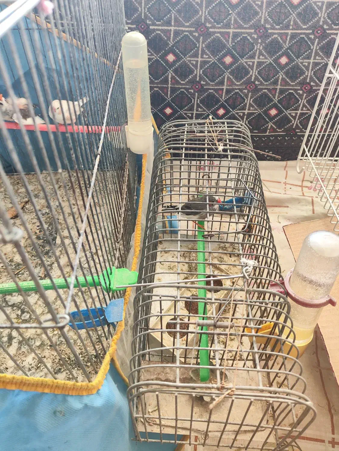 سه عددفنچ|پرنده|شیروان (خراسان), |دیوار
