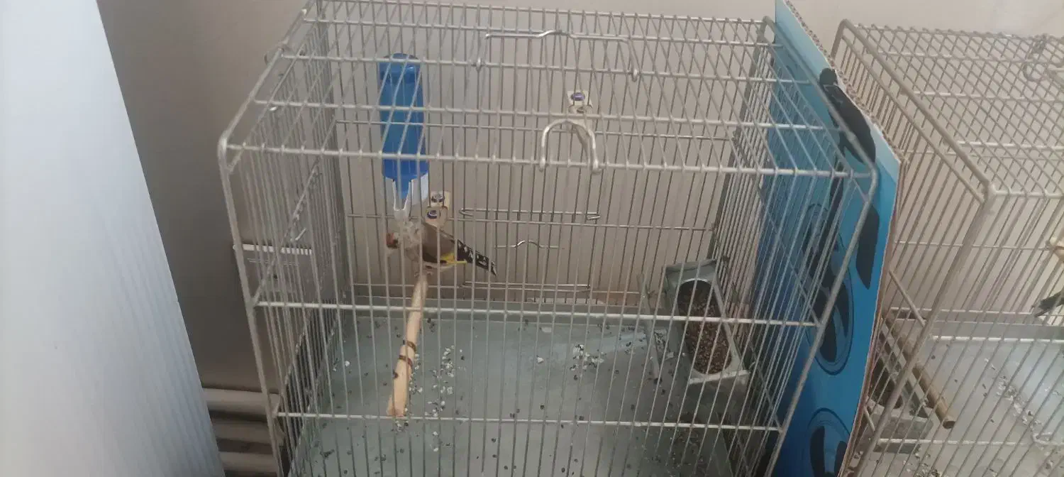 سهره|پرنده|ری, سیزده آبان|دیوار