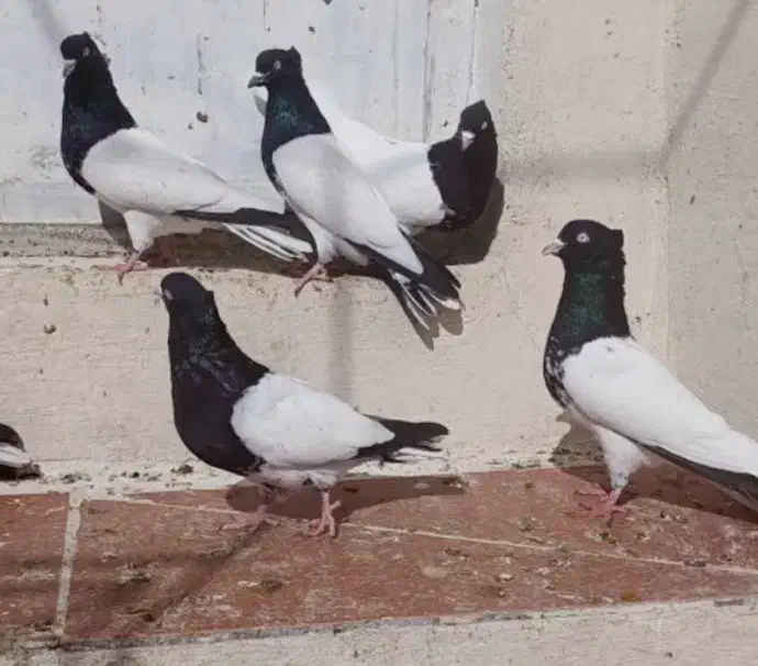 کفتر کله|پرنده|آبدانان, |دیوار