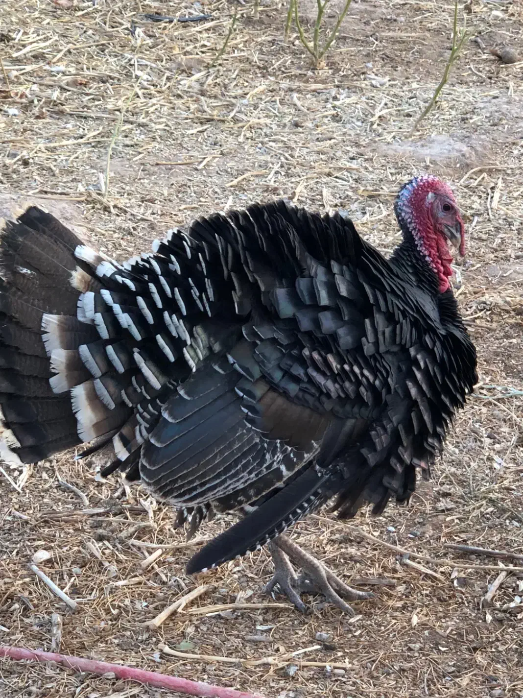 بوقلمون نر|حیوانات مزرعه|چناران, |دیوار