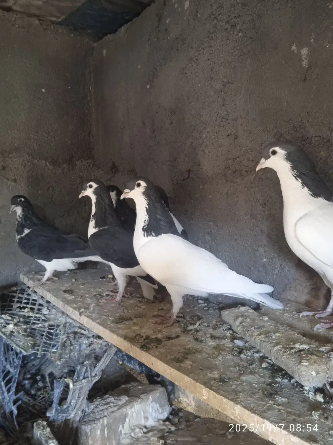 مرغ و کبوتر|پرنده|فرح دشت, |دیوار