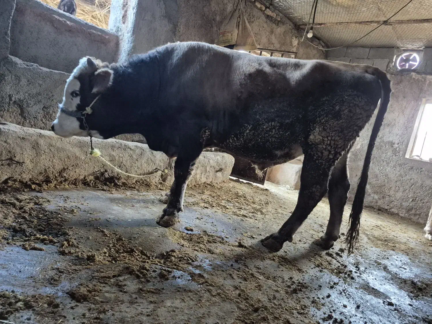 گوساله نر پرواری|حیوانات مزرعه|دره شهر, |دیوار