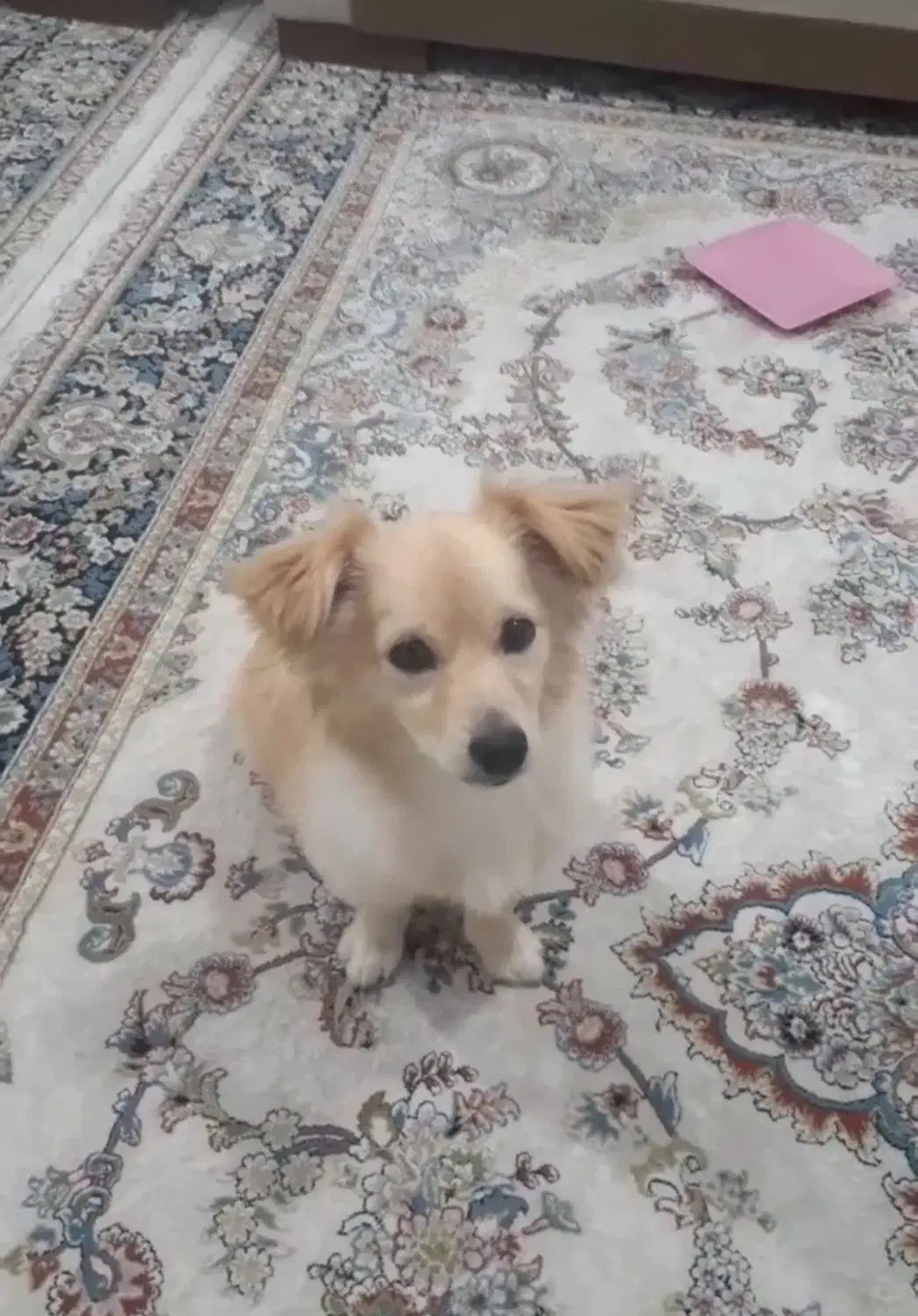 سگه حرف گوش کن بازیگوش|سگ|دیواندره, |دیوار