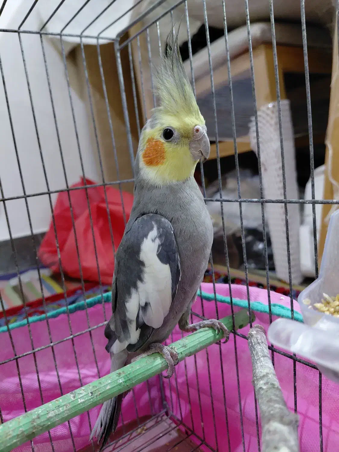 عروس هلندی نر سینامون|پرنده|پارسآباد, |دیوار