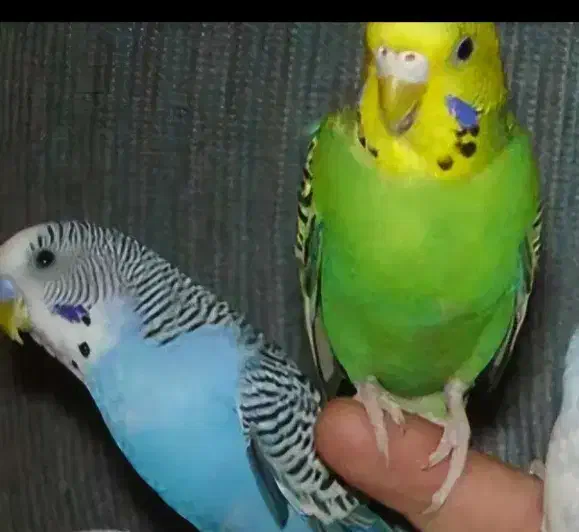 مرغ عشق نروماده دم تخم|پرنده|فولادشهر, B2|دیوار