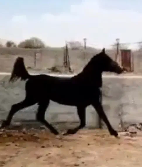 نریون|اسب و تجهیزات اسب‌سواری|تهران, جوادیه|دیوار