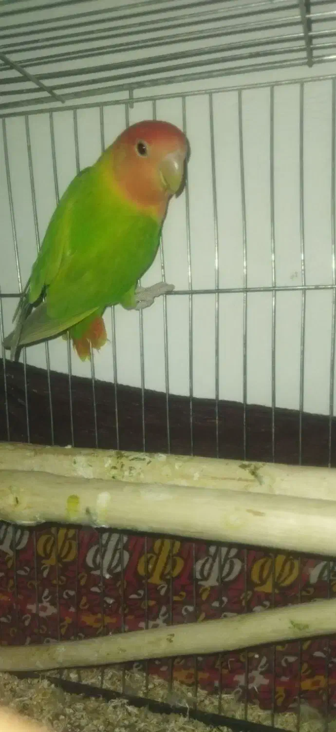 طوطی برزیلی دم تخم  رنگ خاص|پرنده|نقده, |دیوار