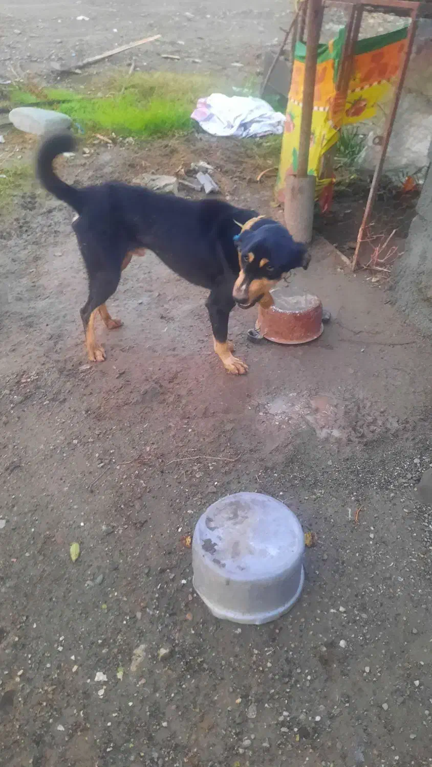 سگ رودان|سگ|رودان, |دیوار