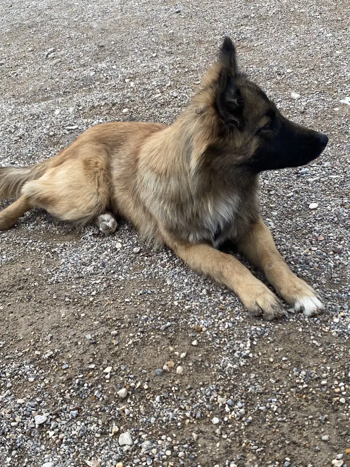 توله مالینیوز|سگ|مرودشت, بیست متری بیمارستان|دیوار