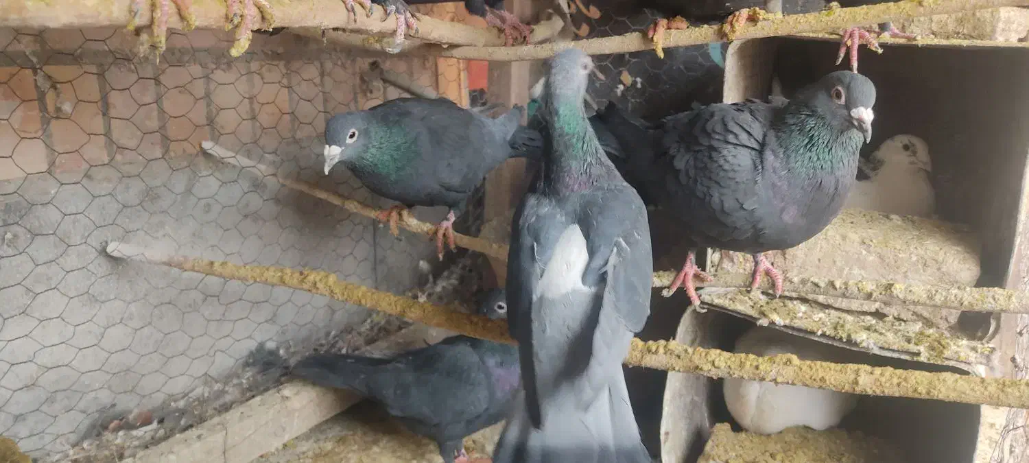 کبوتر کلاغ گوگ|پرنده|کرمان, |دیوار