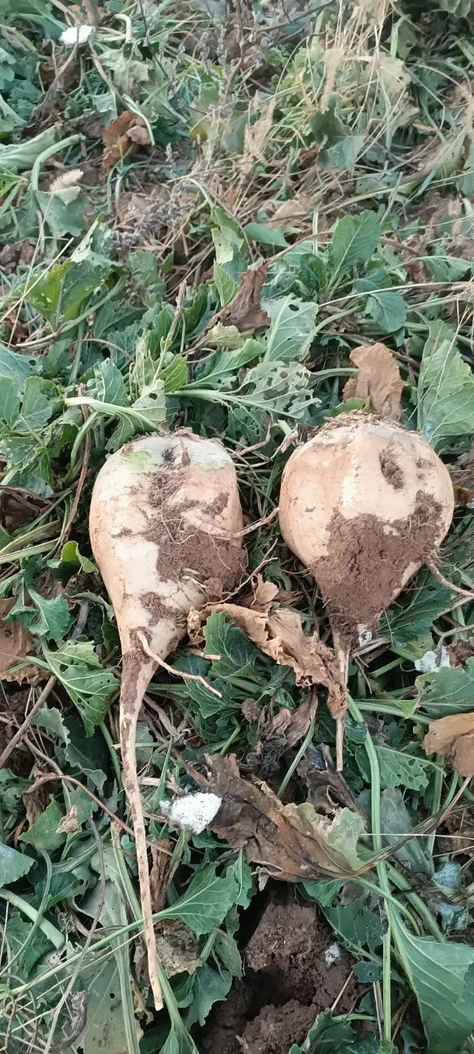 چغندر|خوردنی و آشامیدنی|تهران, میدان میوه و ترهبار مرکزی|دیوار