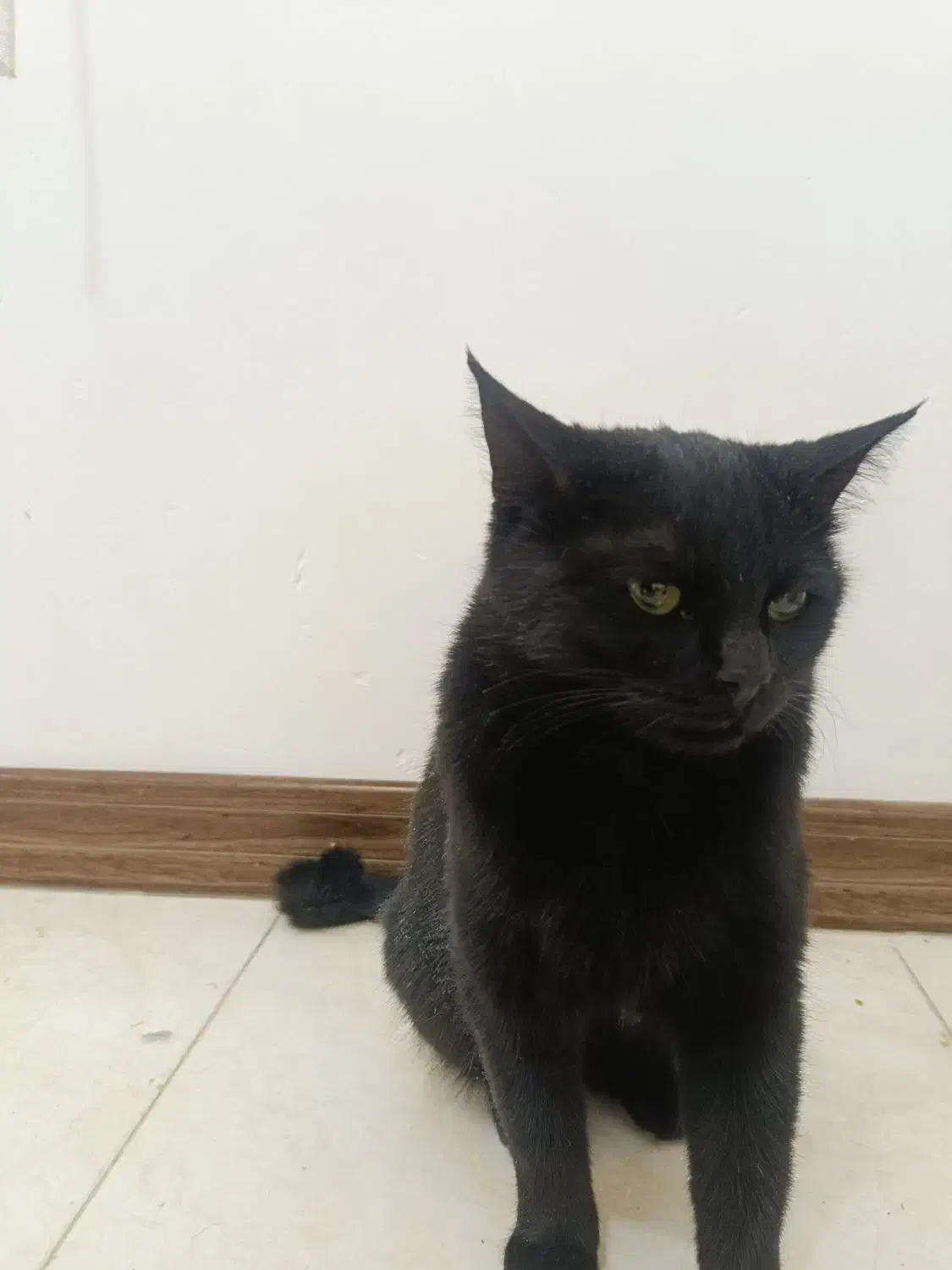 گربه واگذاری مشکی|گربه|یزد, |دیوار