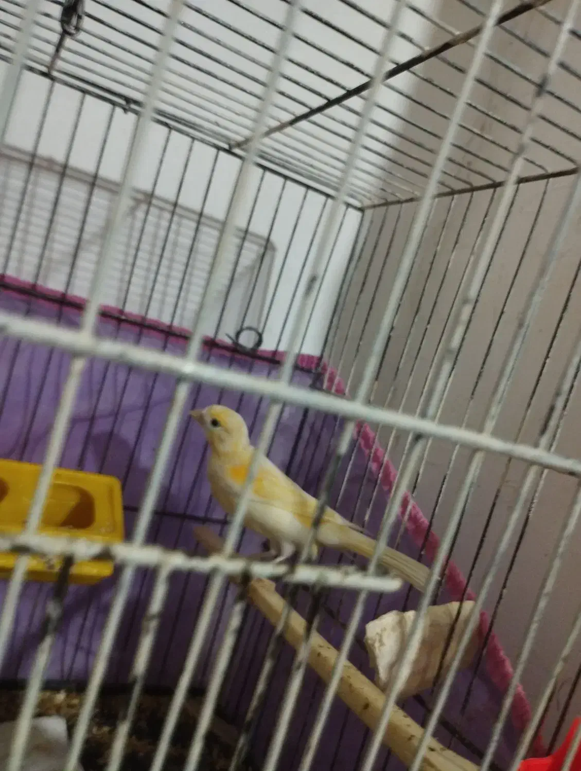 ماده موازییکی روشن|پرنده|عطاملک, |دیوار