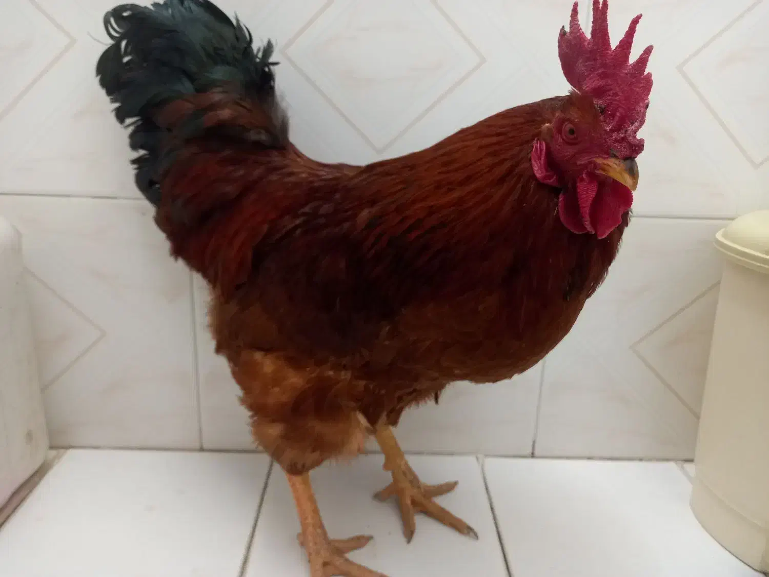 خروس محلی|حیوانات مزرعه|شیراز, میانرود|دیوار