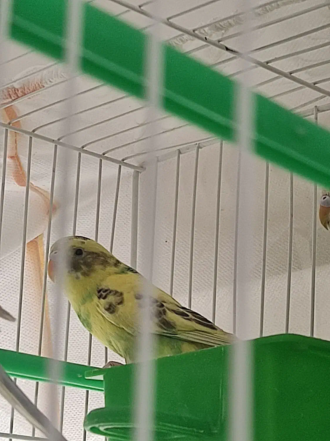 مرغ عشق|پرنده|گلبهار, شهر جدید گلبهار|دیوار