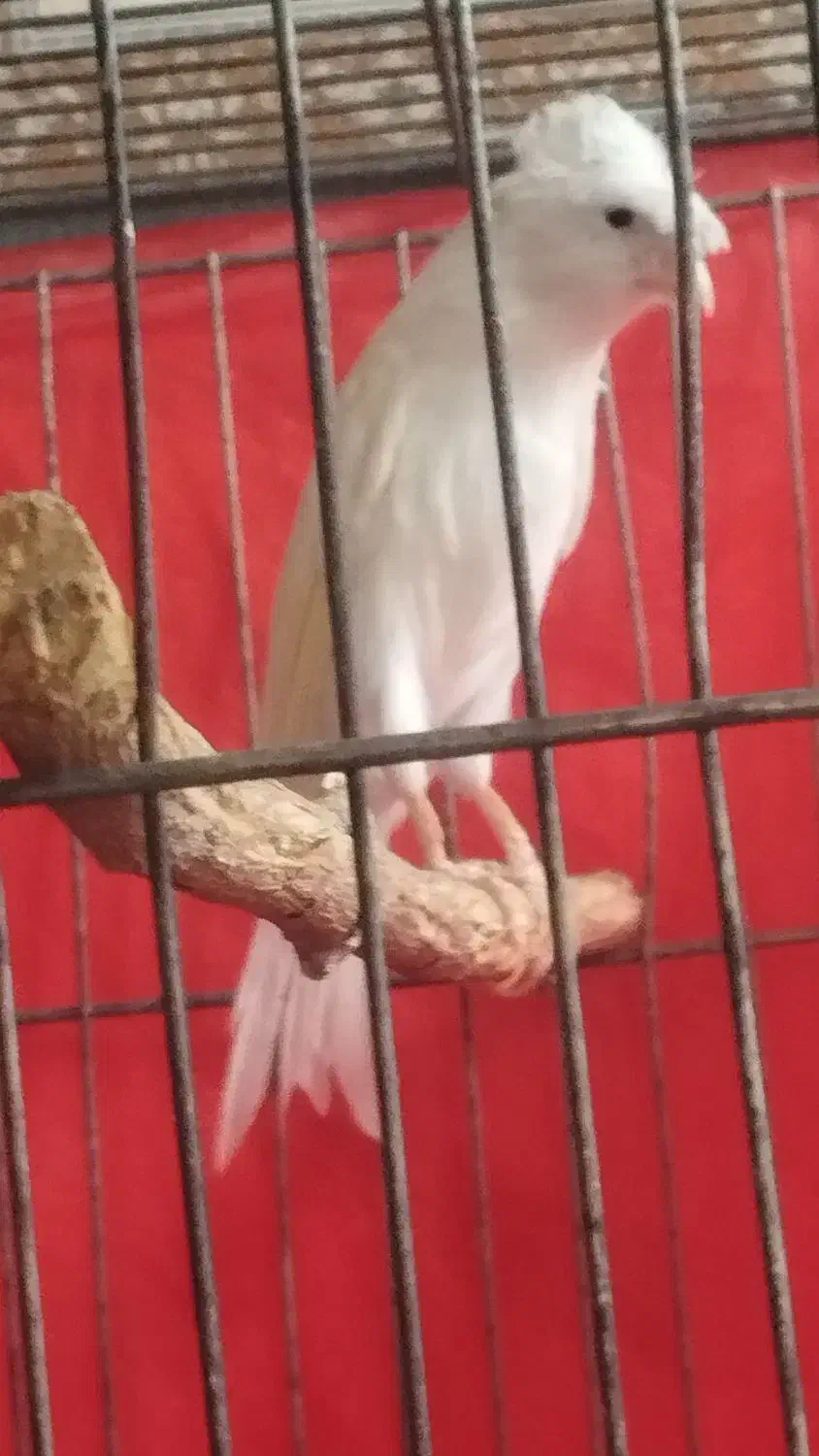 قناری نر و ماده|پرنده|بهمن صغاد, |دیوار