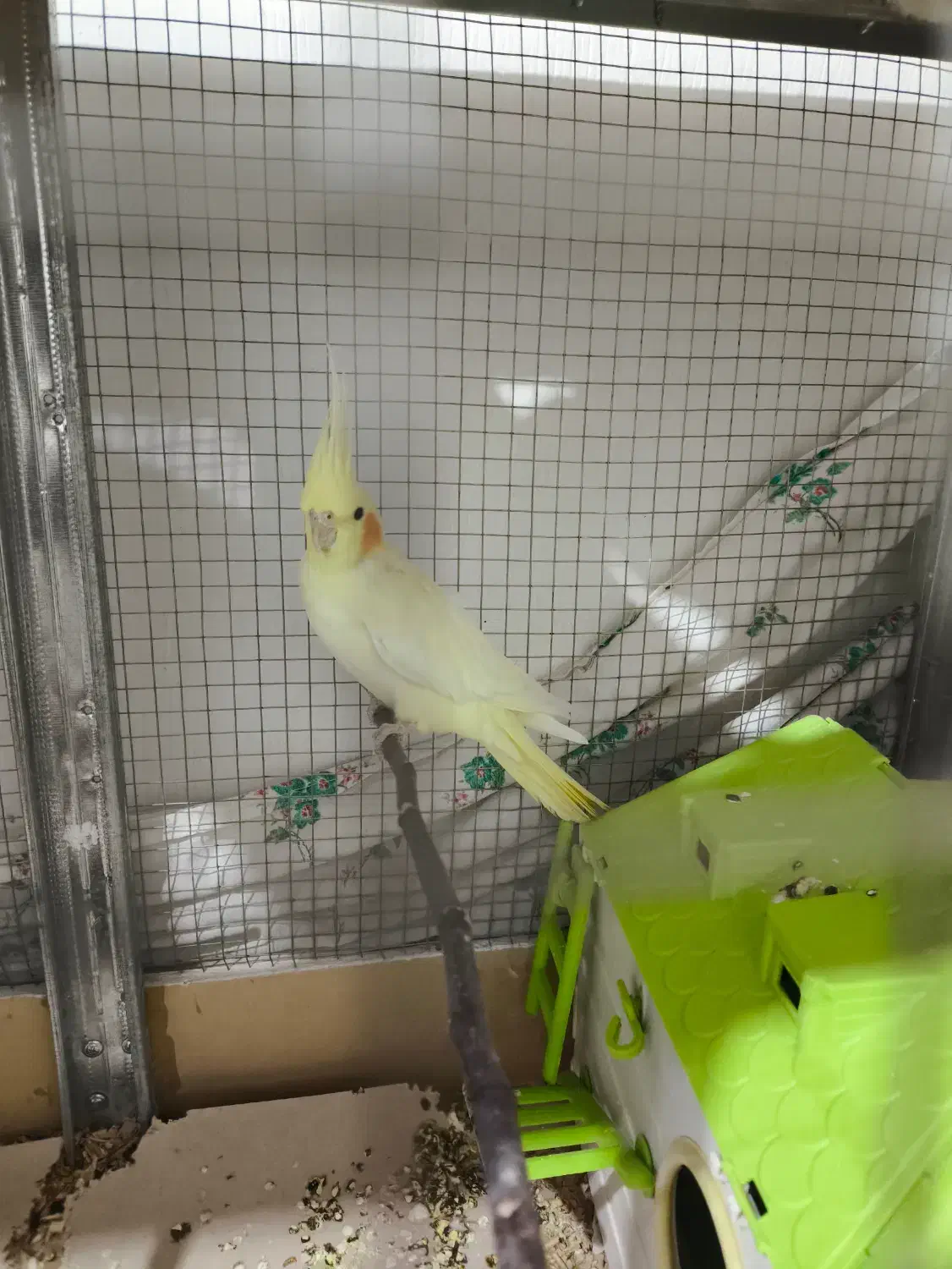 جفت عروس هلندی|پرنده|نقده, |دیوار