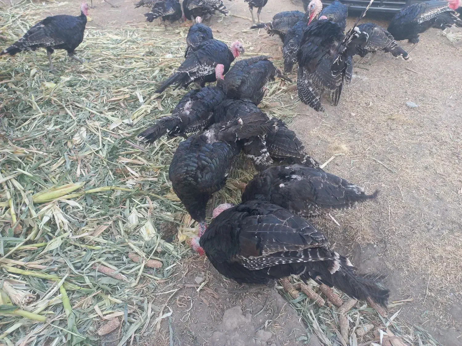 بوقلمون رسمی|حیوانات مزرعه|ماهدشت, |دیوار