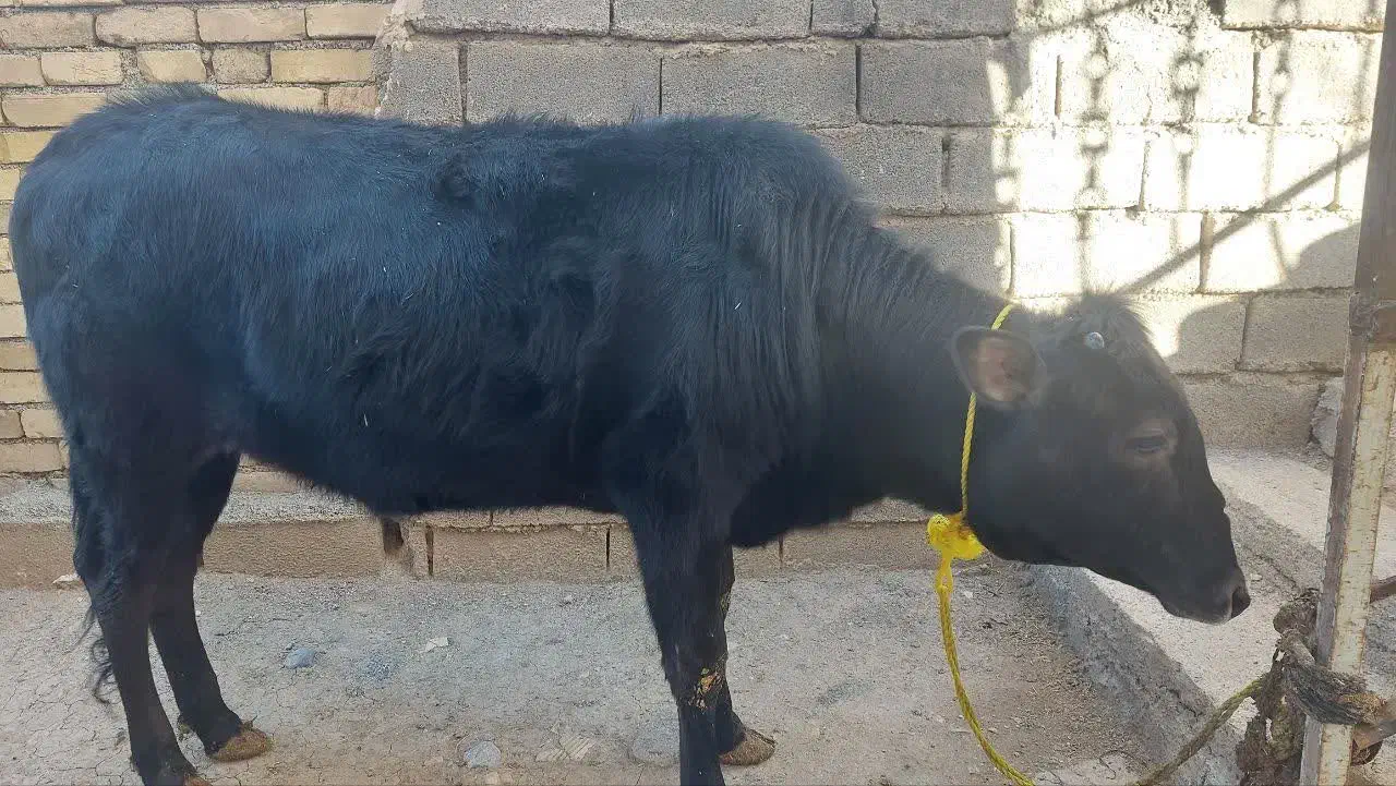 گوساله|حیوانات مزرعه|فیروزآباد (لرستان), |دیوار