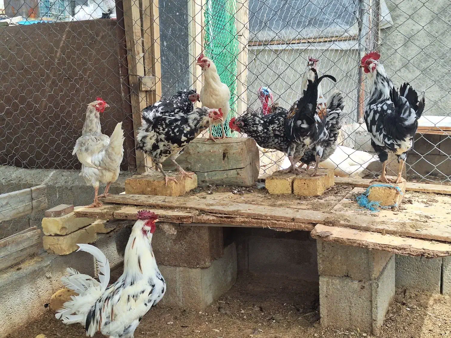 مرغ|حیوانات مزرعه|شهرکرد, |دیوار