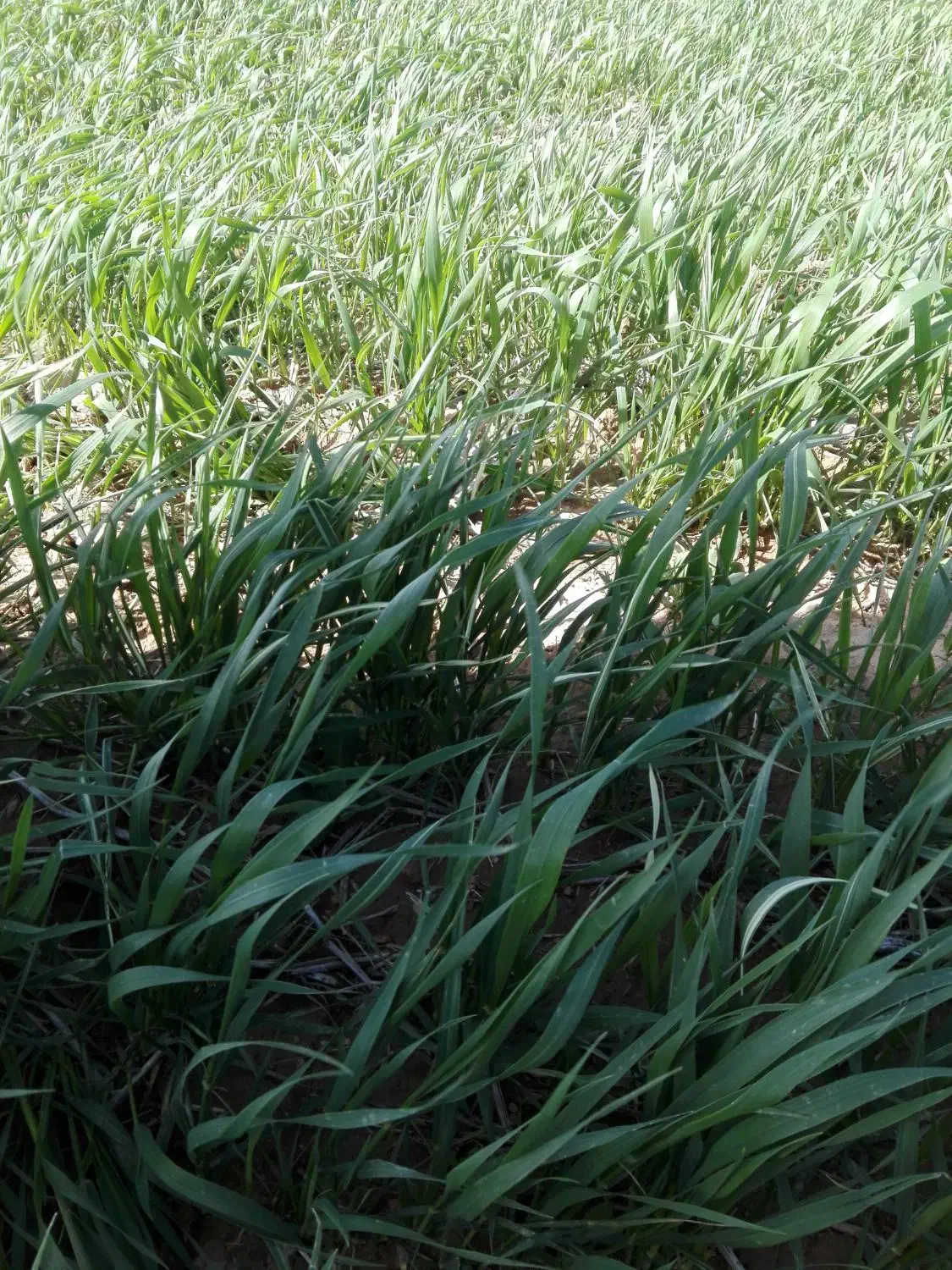 کاه|گل و گیاه طبیعی|دهگلان, |دیوار