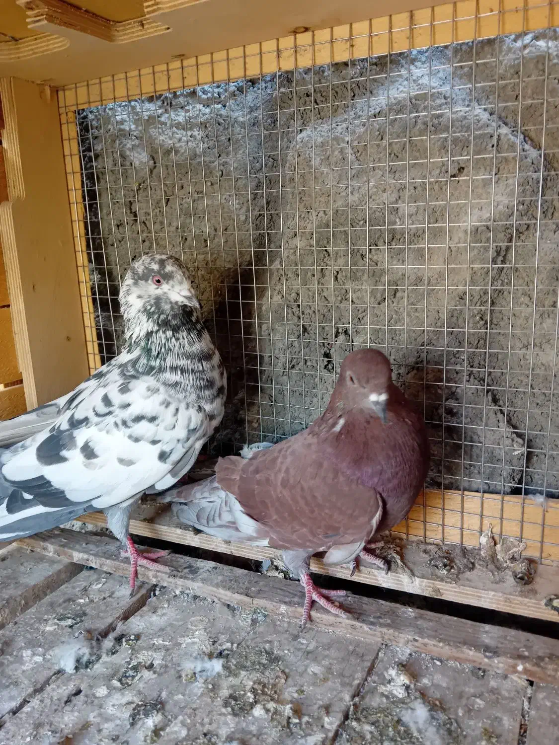 کفتر کاشونی سرخ|پرنده|نجفآباد, کهریزسنگ|دیوار