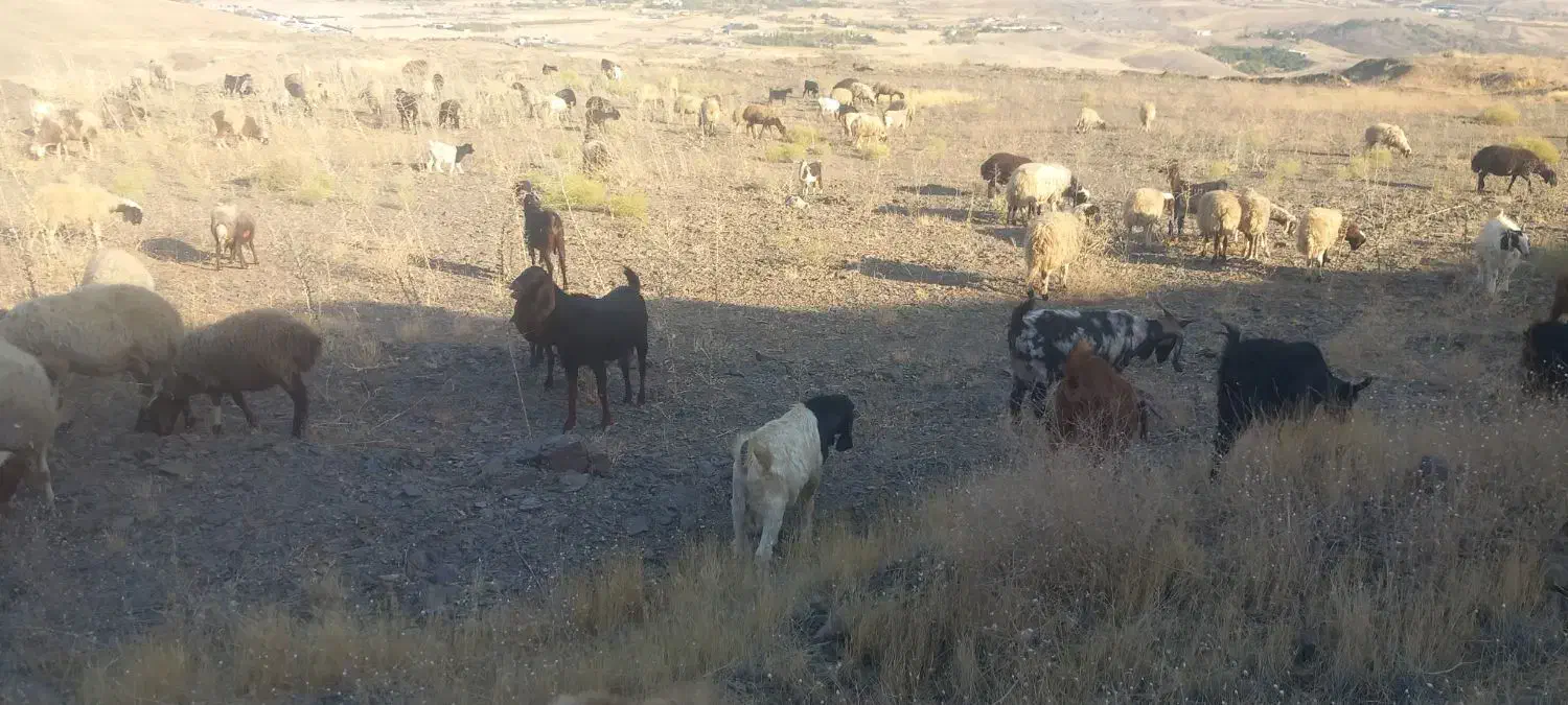 شیر بز|خوردنی و آشامیدنی|سنندج, |دیوار