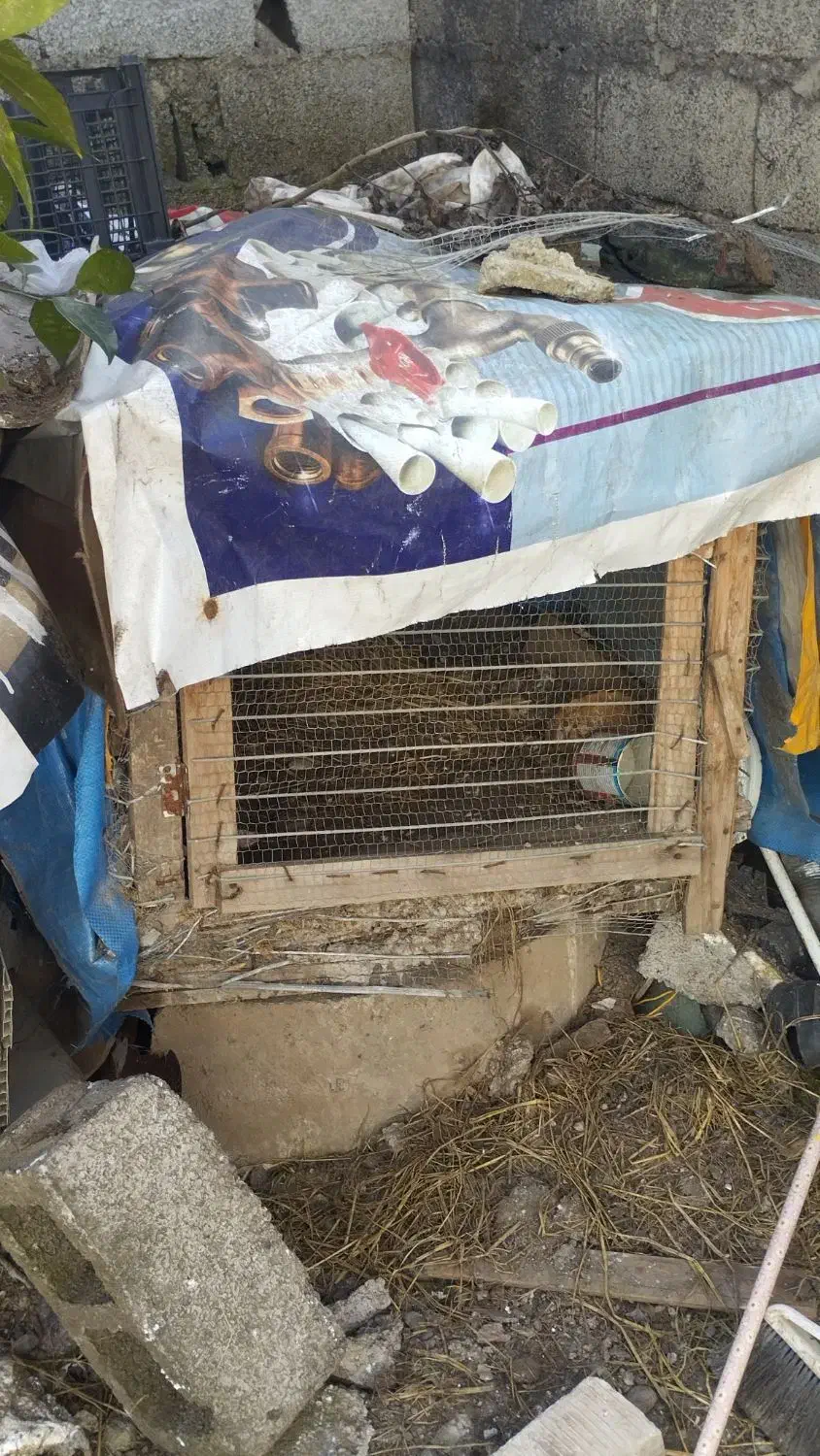 لانه مرغ|لوازم جانبی حیوانات|زیباکنار, |دیوار