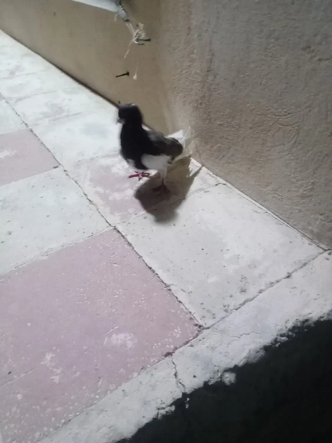 یال سیای نر|پرنده|کوه چنار, |دیوار