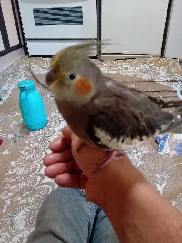 عروس هلندی|پرنده|سهند, |دیوار