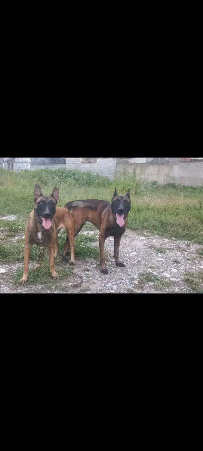 واگذاری مالینیوز ماده|سگ|بابل, |دیوار