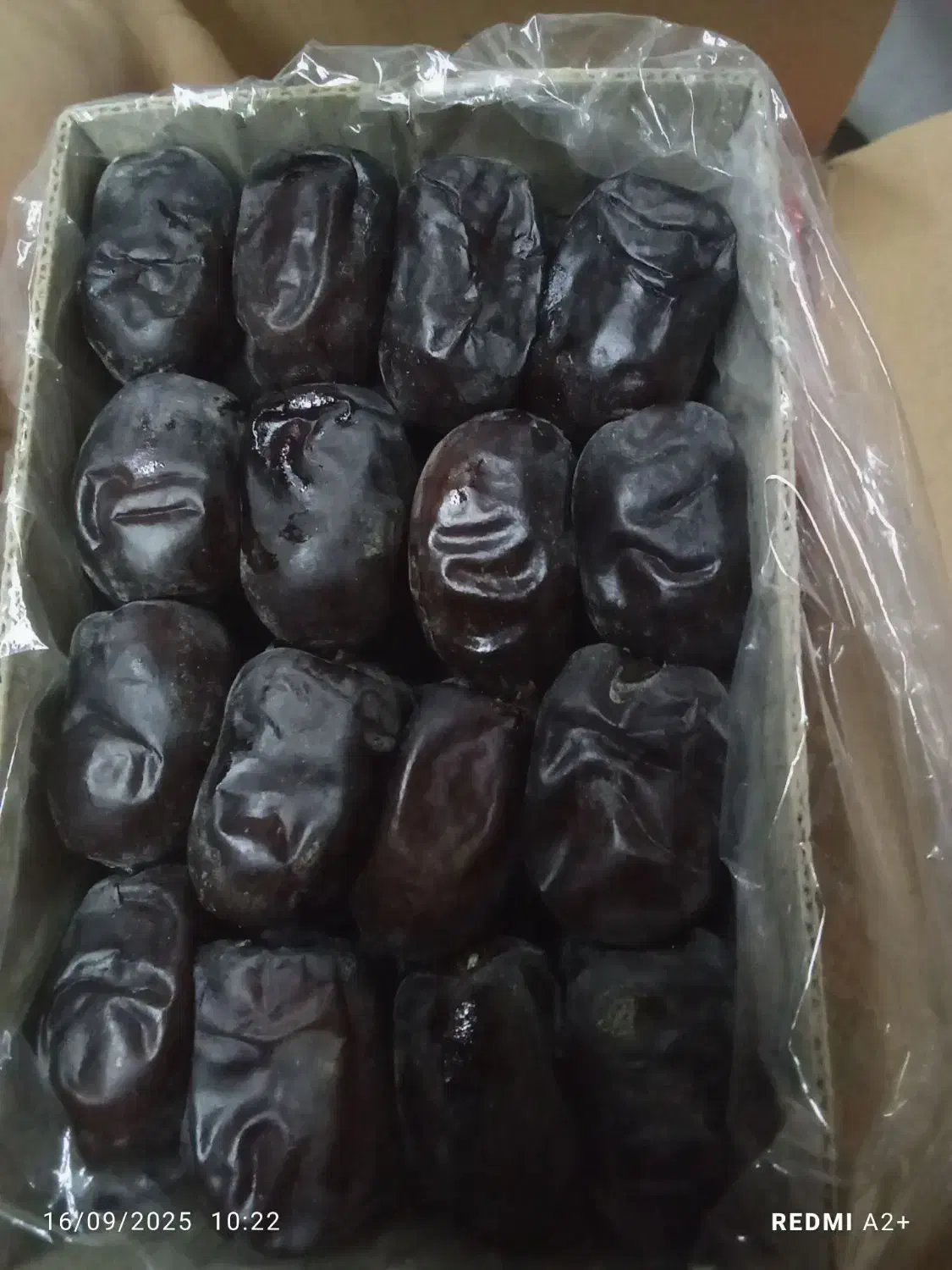 خرما مضافتی درجه یک مخصوص صادرات وداخلی|عمدهفروشی|لاشار, |دیوار