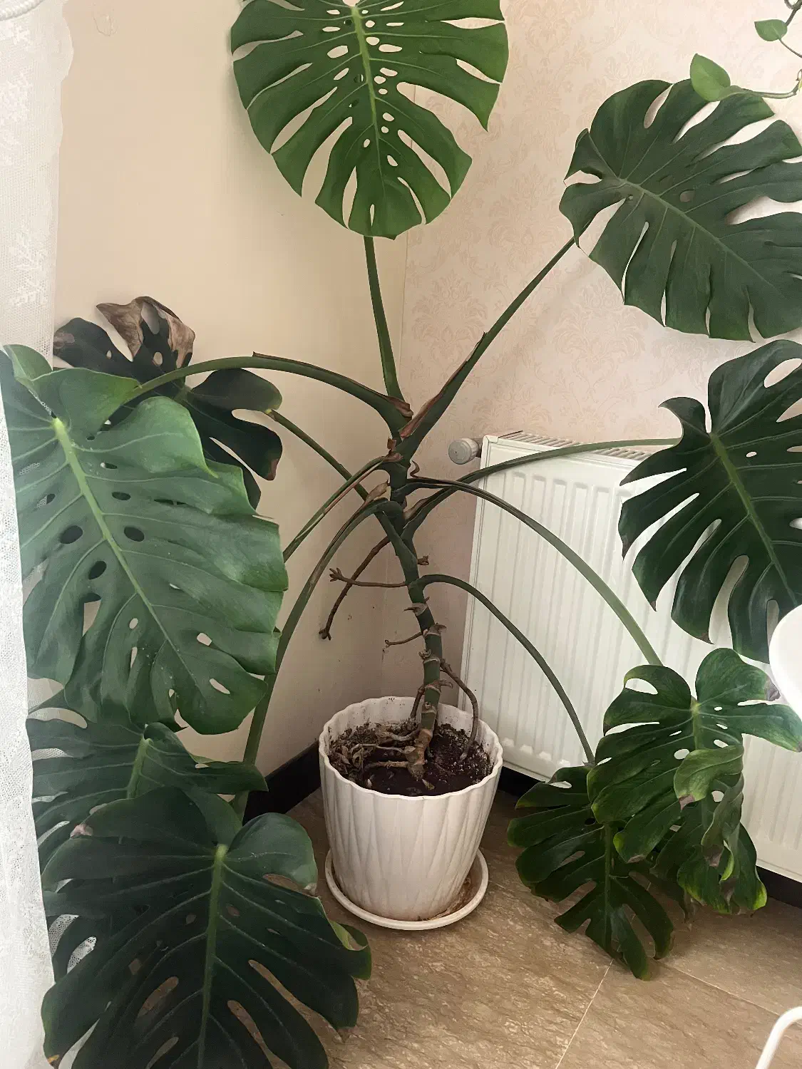 گل برگ‌انجیری بزرگ‌|گل و گیاه طبیعی|اصفهان, سرشبادران|دیوار