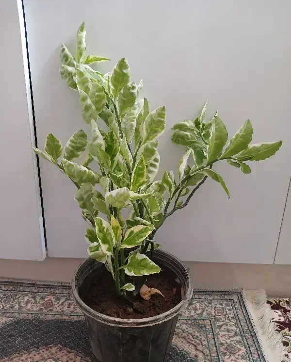 گل طبیعی|گل و گیاه طبیعی|خوی, |دیوار