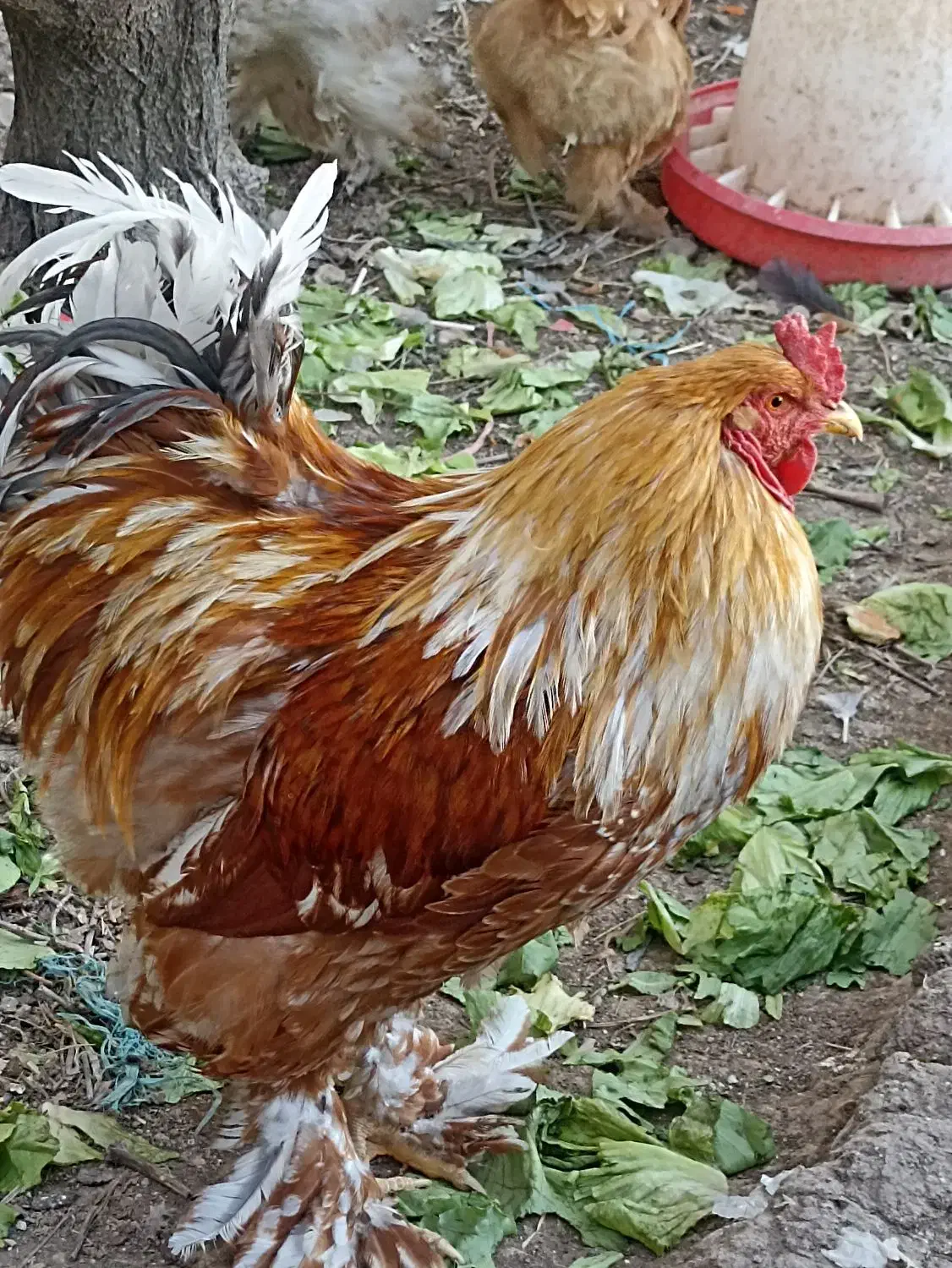 تخم نطفه دار برهما|حیوانات مزرعه|کاشان, راوند|دیوار