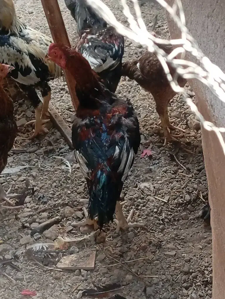 خروس|حیوانات مزرعه|بیکاه, |دیوار