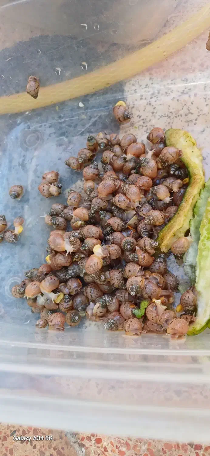 سلام فروش حلزون از۱ماه تامولد|خزنده|خرمآباد, |دیوار