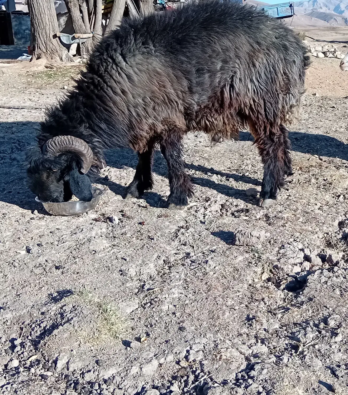 قوچ بختیاری|حیوانات مزرعه|صمصامی, |دیوار