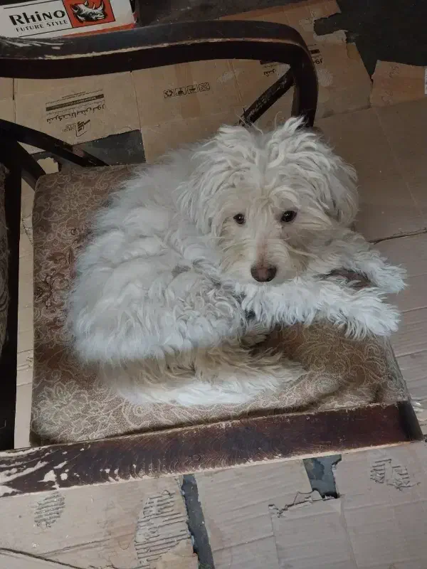 حیوان خونگی|سگ|مراغه, |دیوار