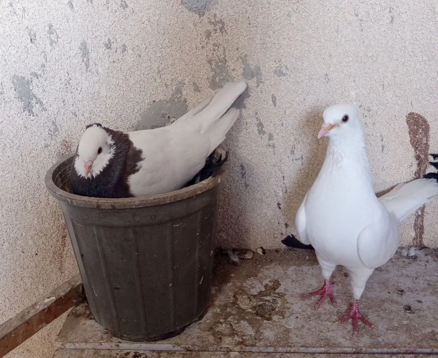 یک جفت کبوتر با جوجه هاشون|پرنده|چابهار, |دیوار