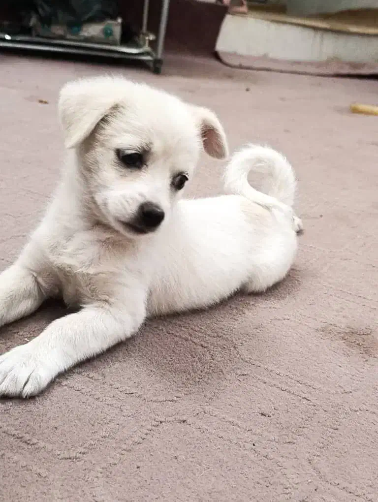 توله پاپی اشپیتز معاوضه|سگ|اصفهان, دانشگاه اصفهان|دیوار