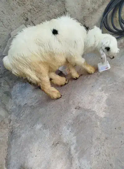 بره نره داشتی|حیوانات مزرعه|مسجد سلیمان, |دیوار