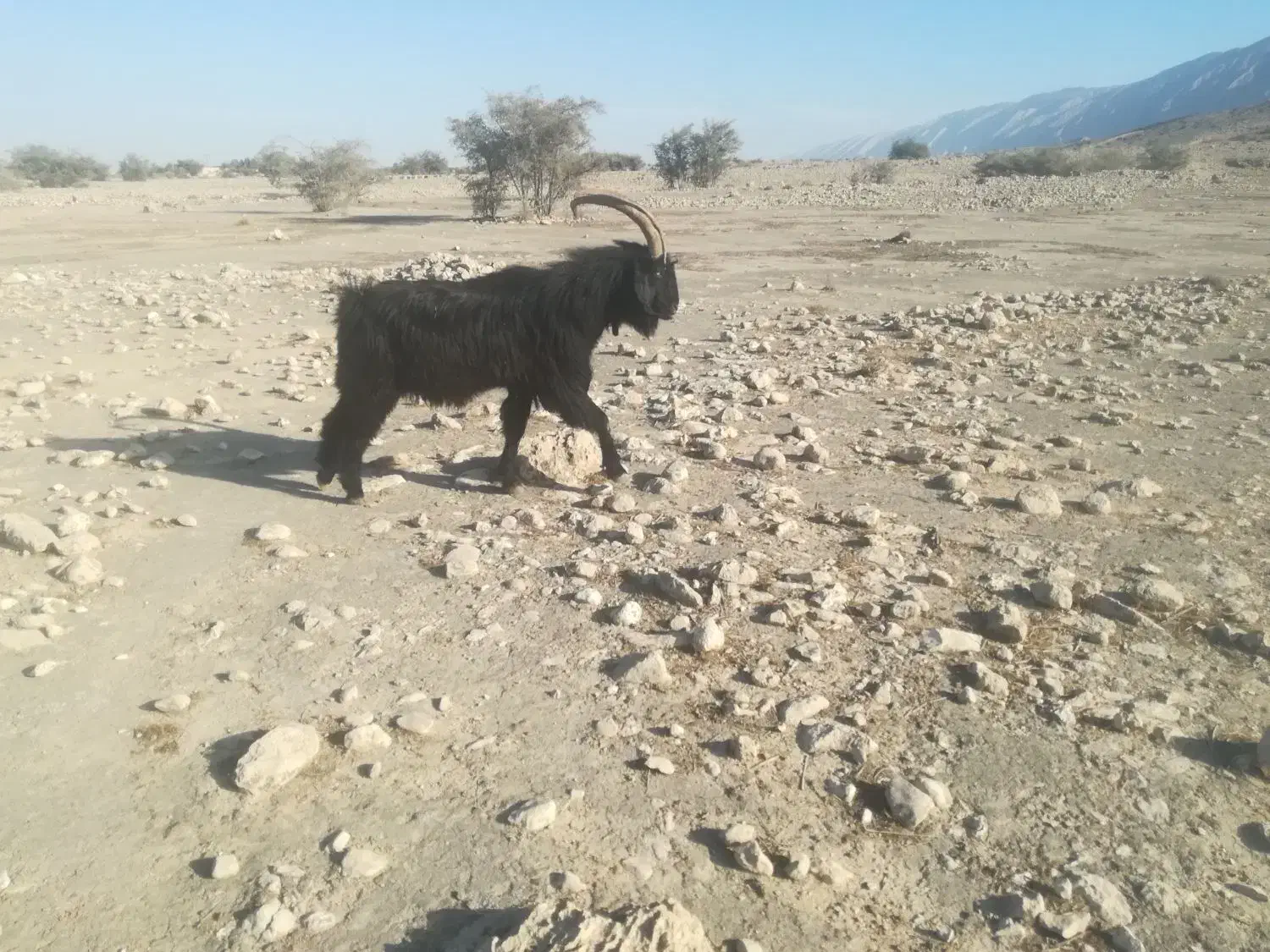 فروش پازن ترکی اصل|حیوانات مزرعه|لامرد, |دیوار